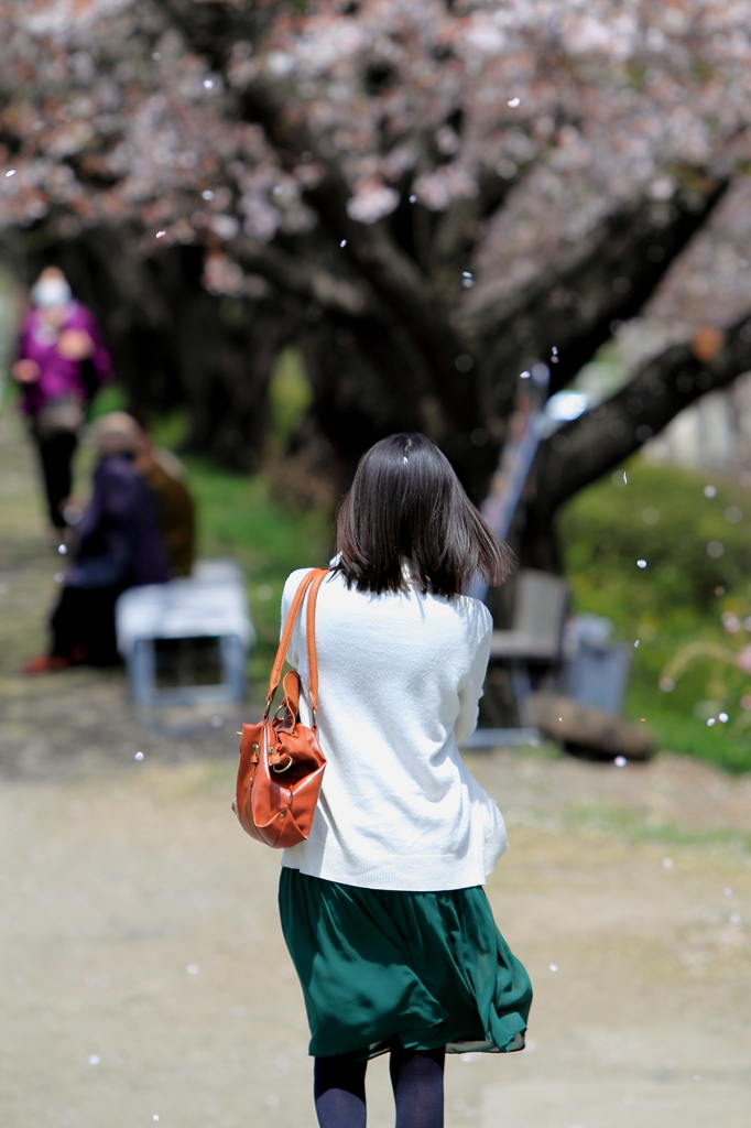 散りゆく桜を見守る若い女性