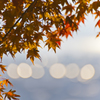 紅葉と玉ボケ