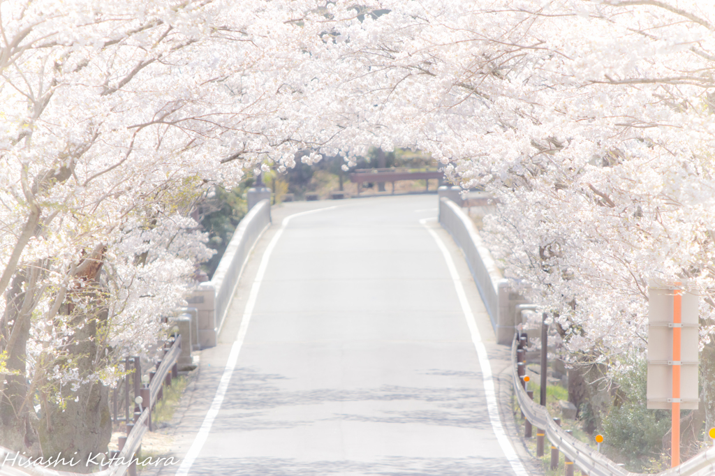 桜トンネル②