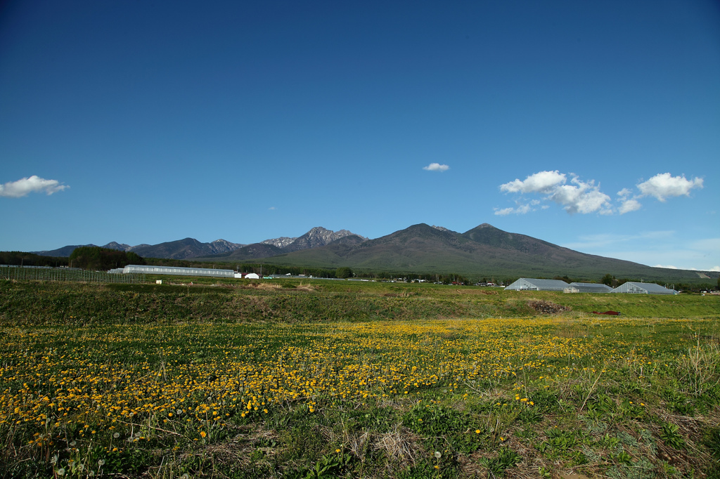 八ヶ岳とたんぽぽ