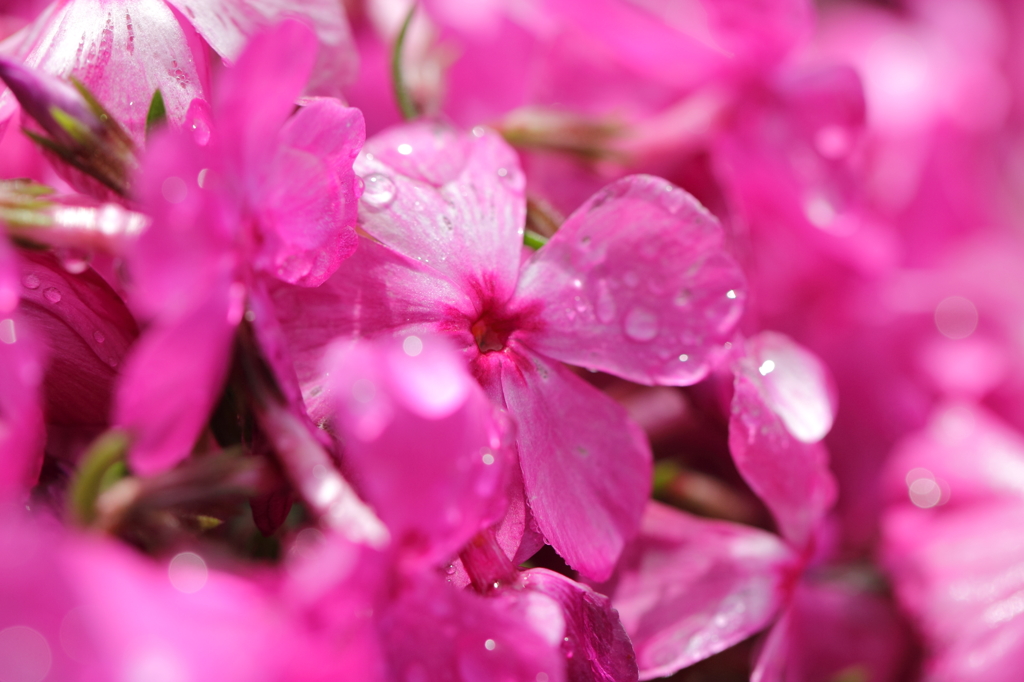 水滴と芝桜