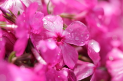 水滴と芝桜