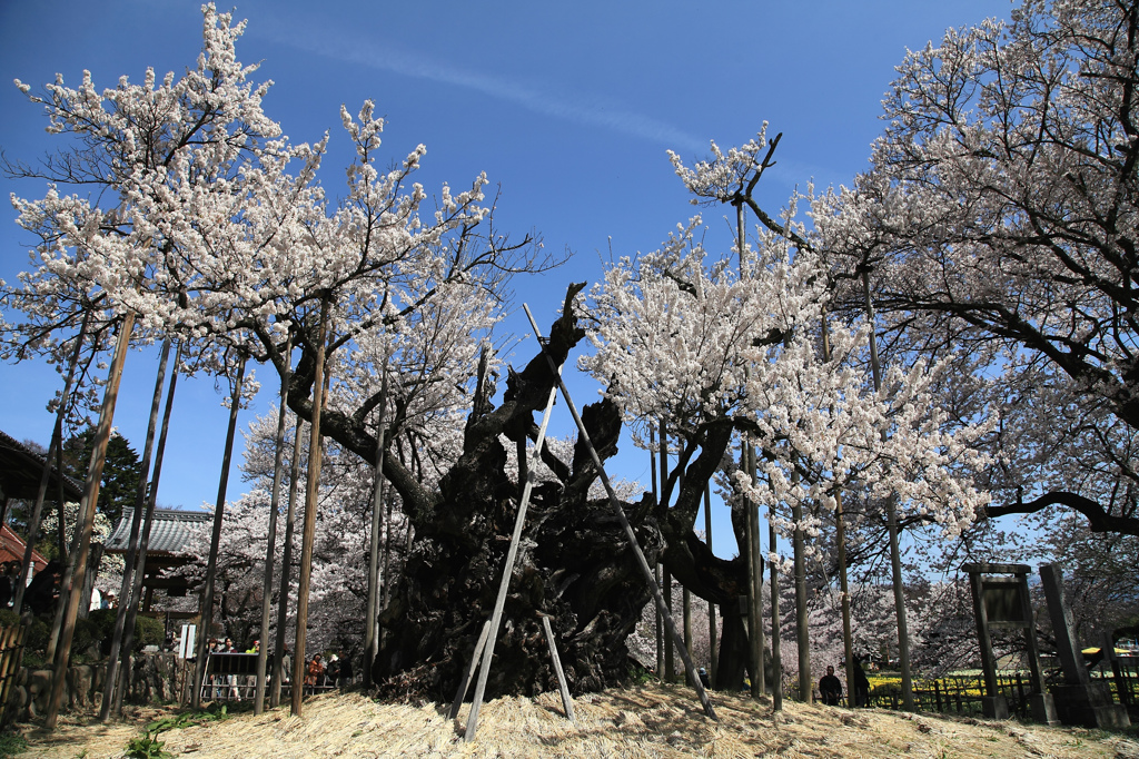 山高神代桜