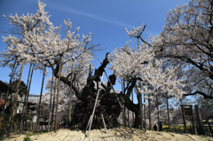 山高神代桜