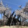 山高神代桜