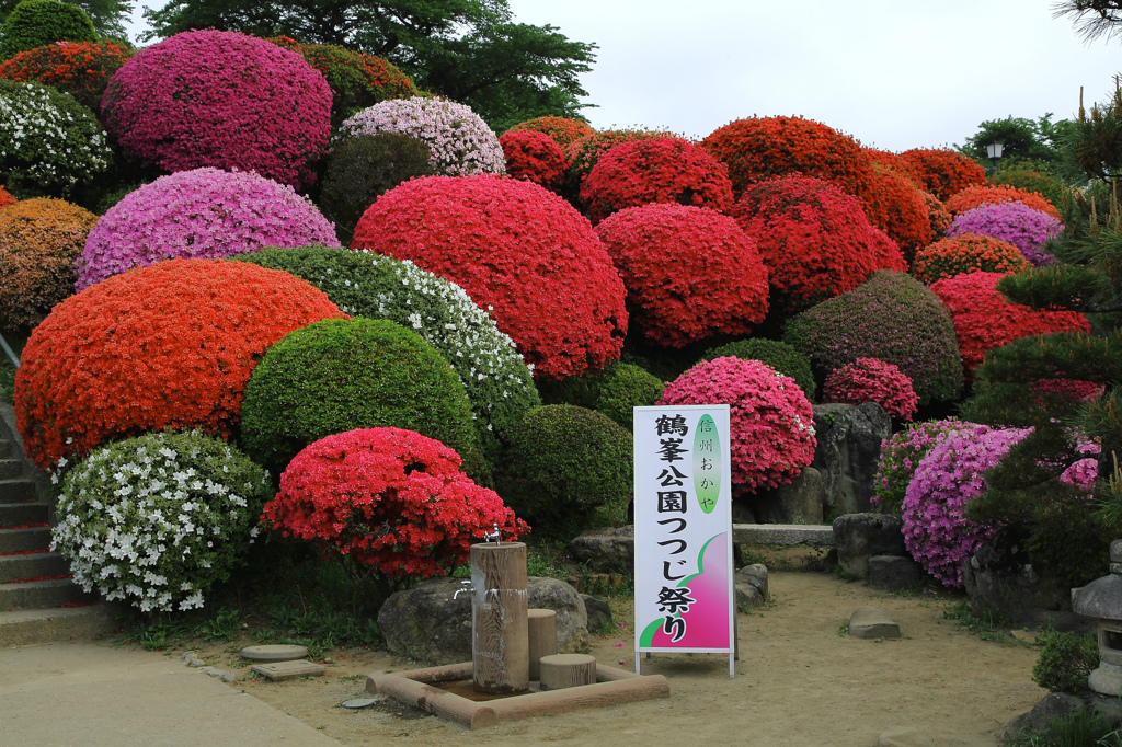 鶴峰公園のツツジ　