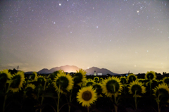 ひまわり畑と星空