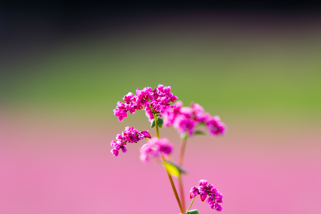 Pink&Green