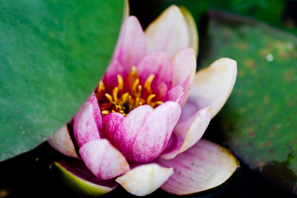 ピンクの花びら