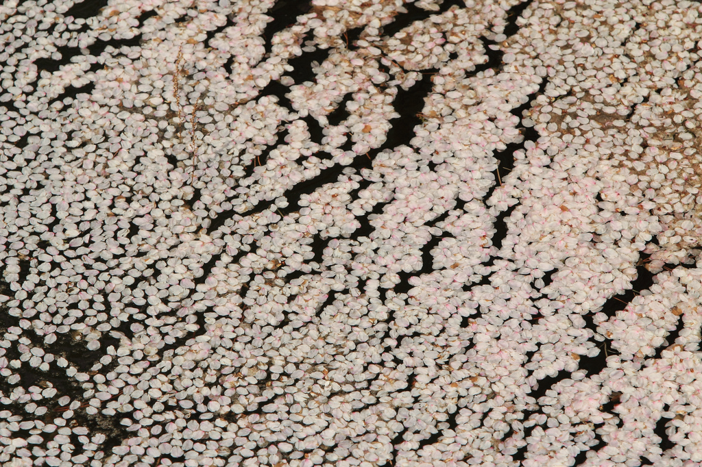 水面に浮く桜の花びら