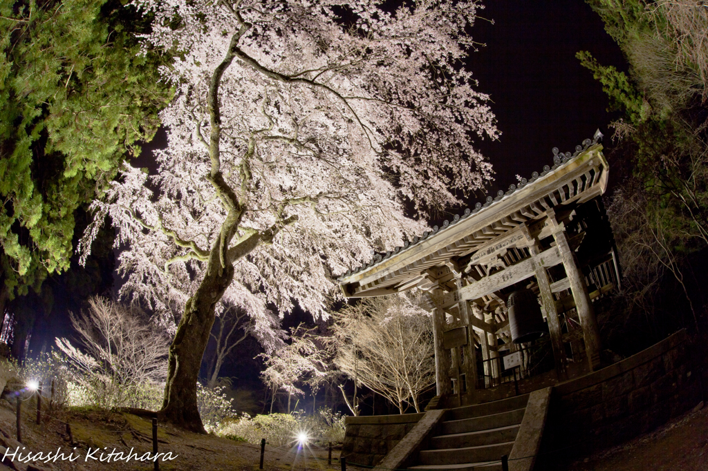 光前寺　ライトアップ④
