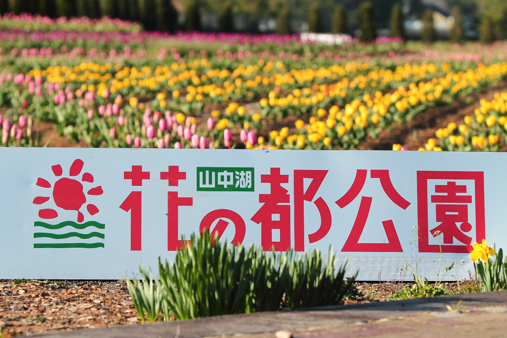 花の都公園のチューリップ畑