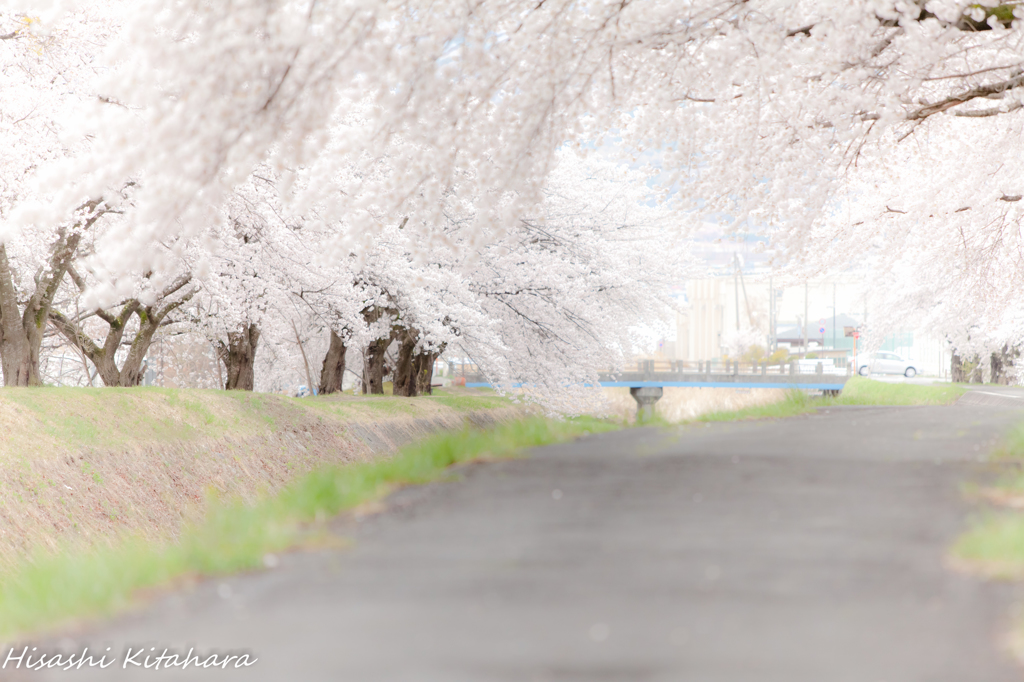 横河川桜並木④