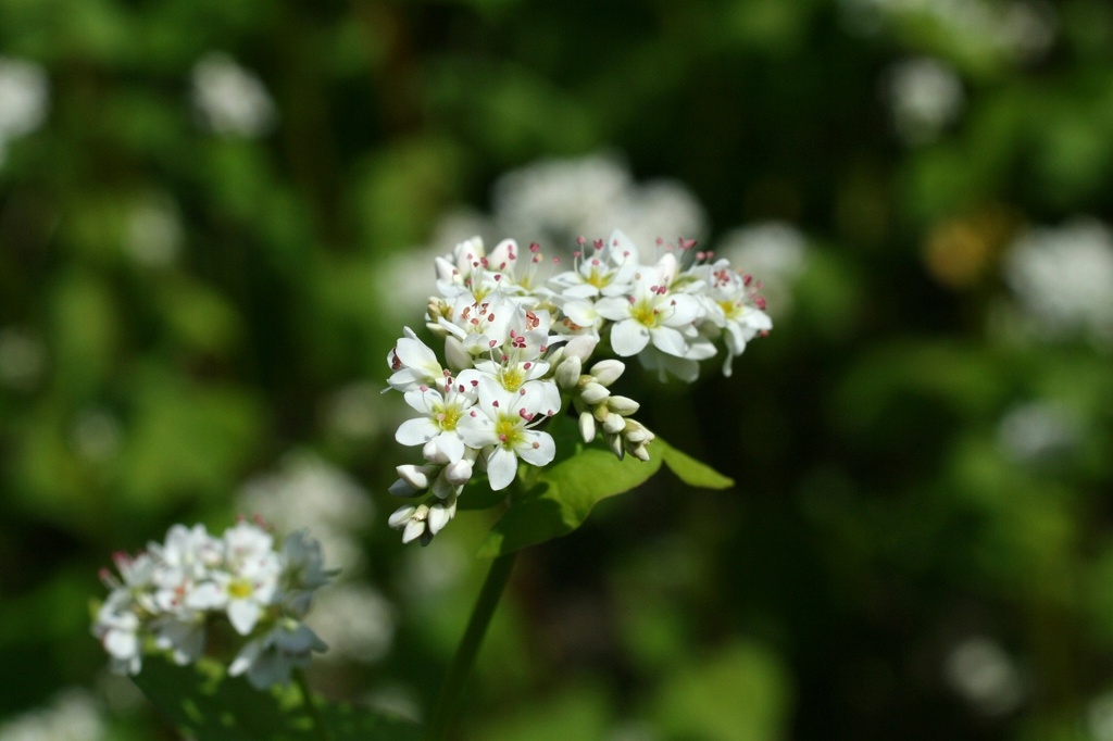 そばの花