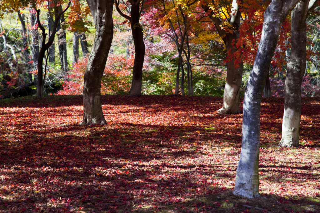 足元紅く