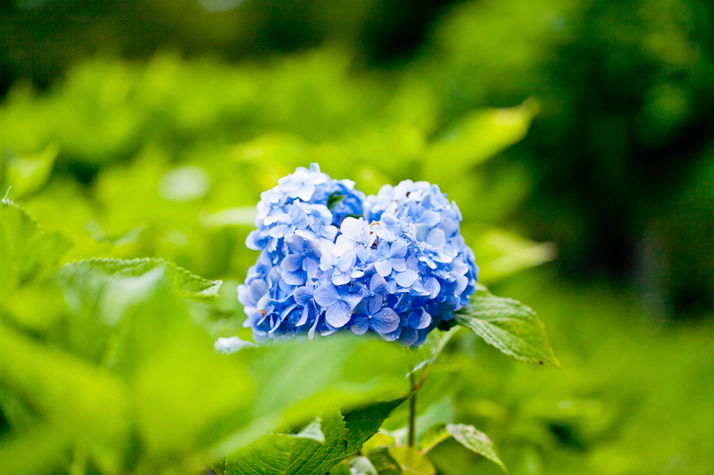 紫陽花