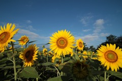 北杜市明野のひまわり