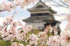 桜と松本城