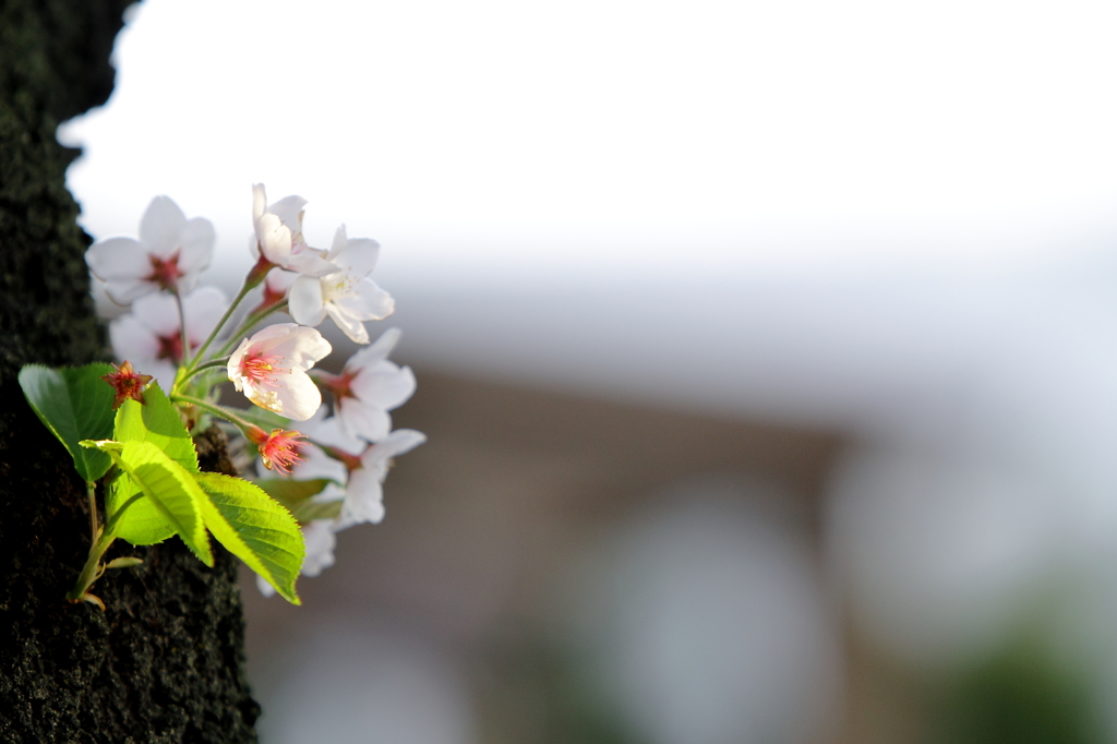 木陰に咲く桜