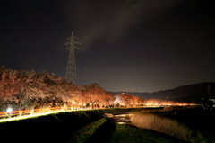 横河川の桜並木　ライトアップ　