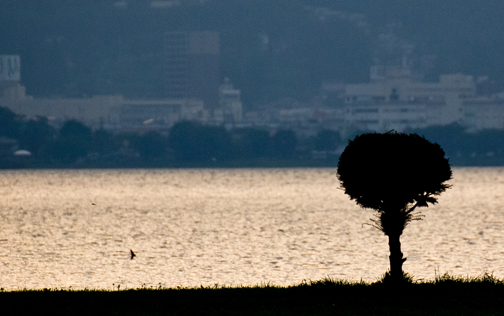 tree
