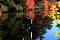 カメラと紅葉