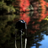 カメラと紅葉