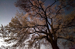 わに塚の桜と星空②