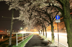 県道16号線の桜並木