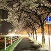 県道16号線の桜並木