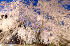 麻績の里 舞台桜　ライトアップ④