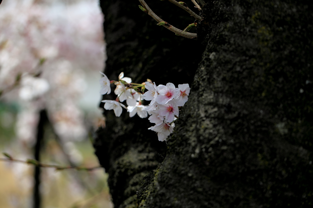 木陰に咲くサクラ