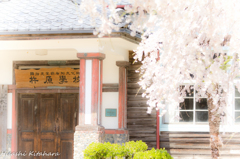 杵原学校と桜