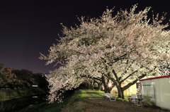 夜の桜並木