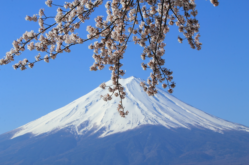 富士山と桜