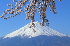 富士山と桜