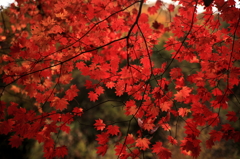 紅葉
