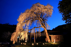 夕方の船魂神社の桜