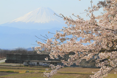 韮崎市からの富士山と桜