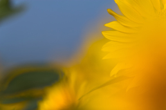 Yellow Landscape