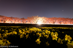 上川沿いのスイセンとサクラ　夜景