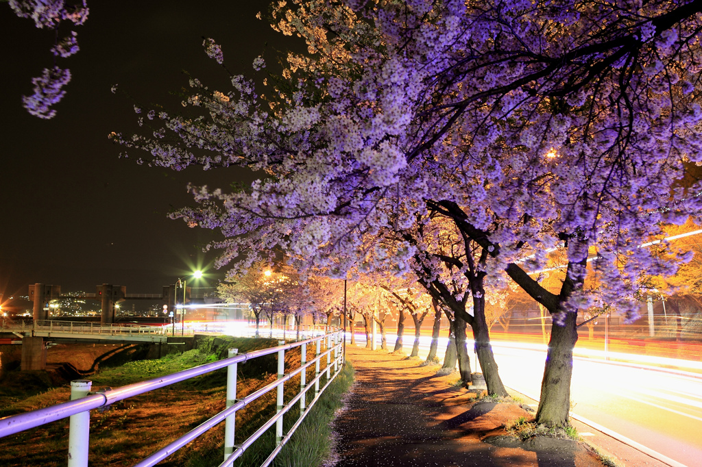 県道16号線の桜並木