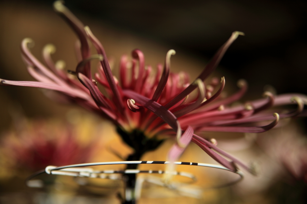 菊