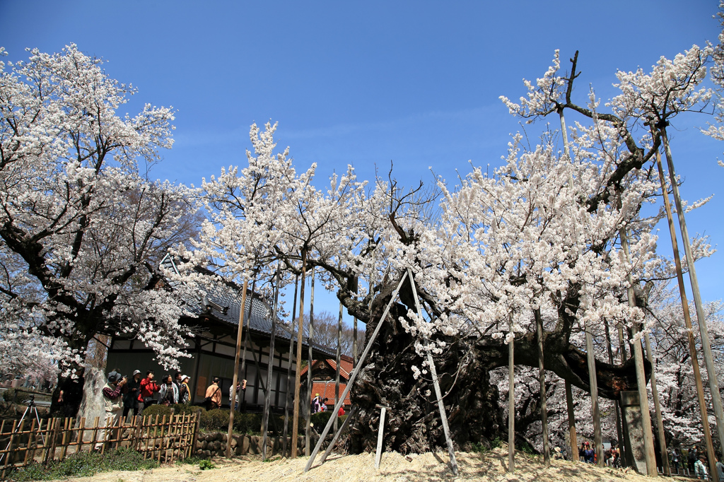 山高神代桜