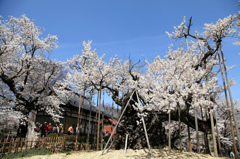 山高神代桜