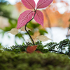 一輪の花
