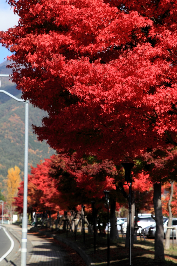 河口湖町の紅葉