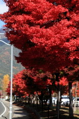 河口湖町の紅葉