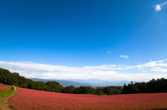 南アルプスと赤そば畑