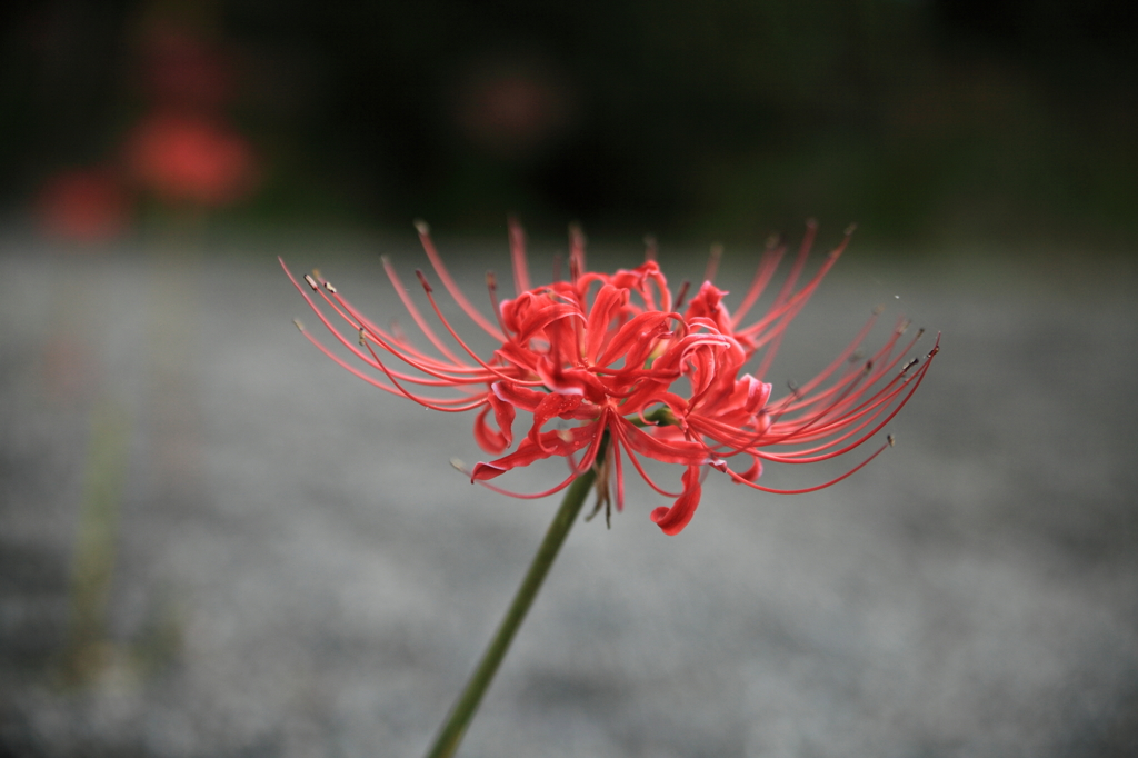 嶺岳寺　彼岸花